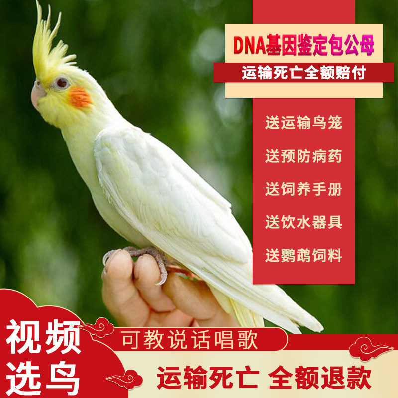 玄凤鹦鹉手养亲人鹦鹉呆萌可爱