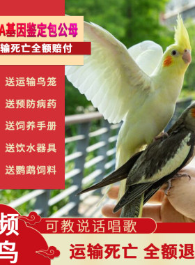 手养亲人玄凤鹦鹉活体