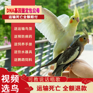 上手玄凤鹦鹉活体会说话宠物鸟中型手养亲人黄化原始珍珠虎皮活物