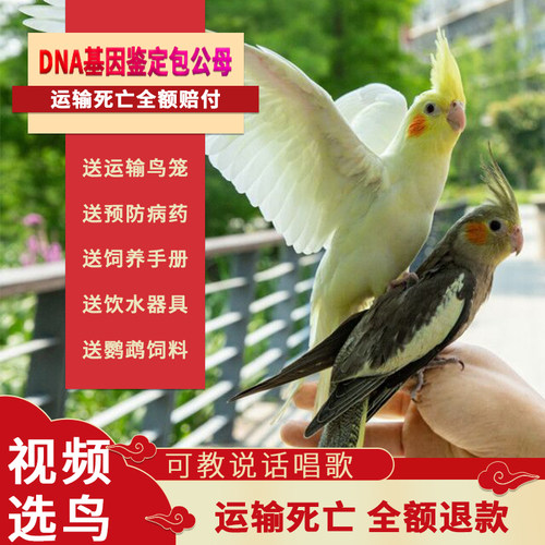 手养亲人玄凤鹦鹉活体