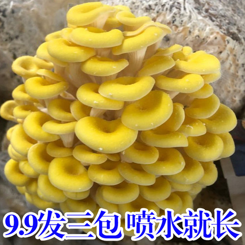 【9.9发3包】蘑菇菌包蘑菇种植包平菇菌棒香菇菌种菇种家庭食用菌