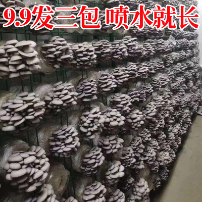 【9.9发3大包】蘑菇菌包蘑菇种植包平菇菌棒香菇菌菇种家庭食用菌
