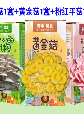 菌丰室内简单新鲜好吃蘑菇菌包
