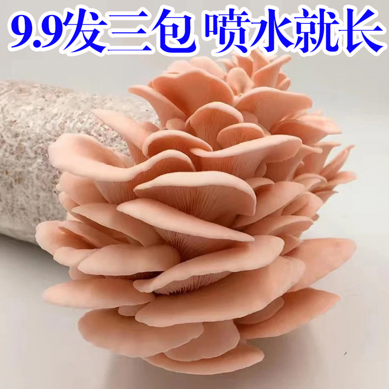【9.9发3包】蘑菇菌包蘑菇种植包平菇菌棒香菇菌种菇种家庭食用菌