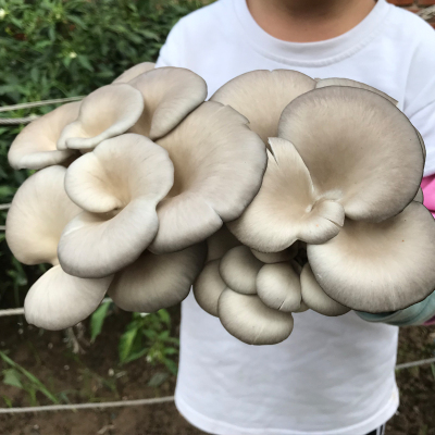 【蘑菇吃不完】蘑菇菌包大菌包喷水就长蘑菇种子四季养种蘑菇菌包
