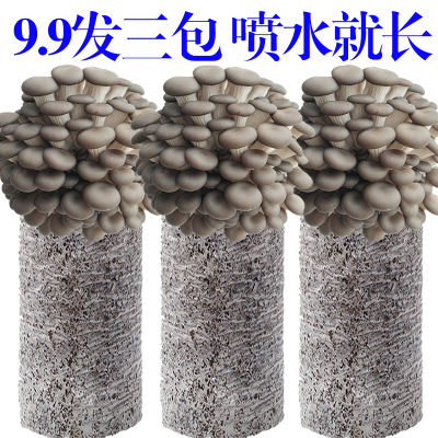 【喷水就长】蘑菇菌包