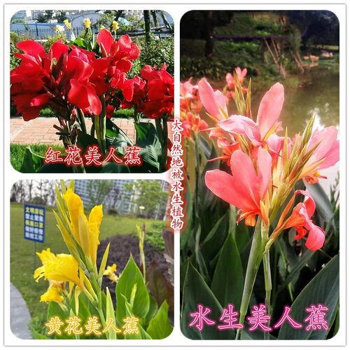 水生美人蕉花苗种子种球绿化造景