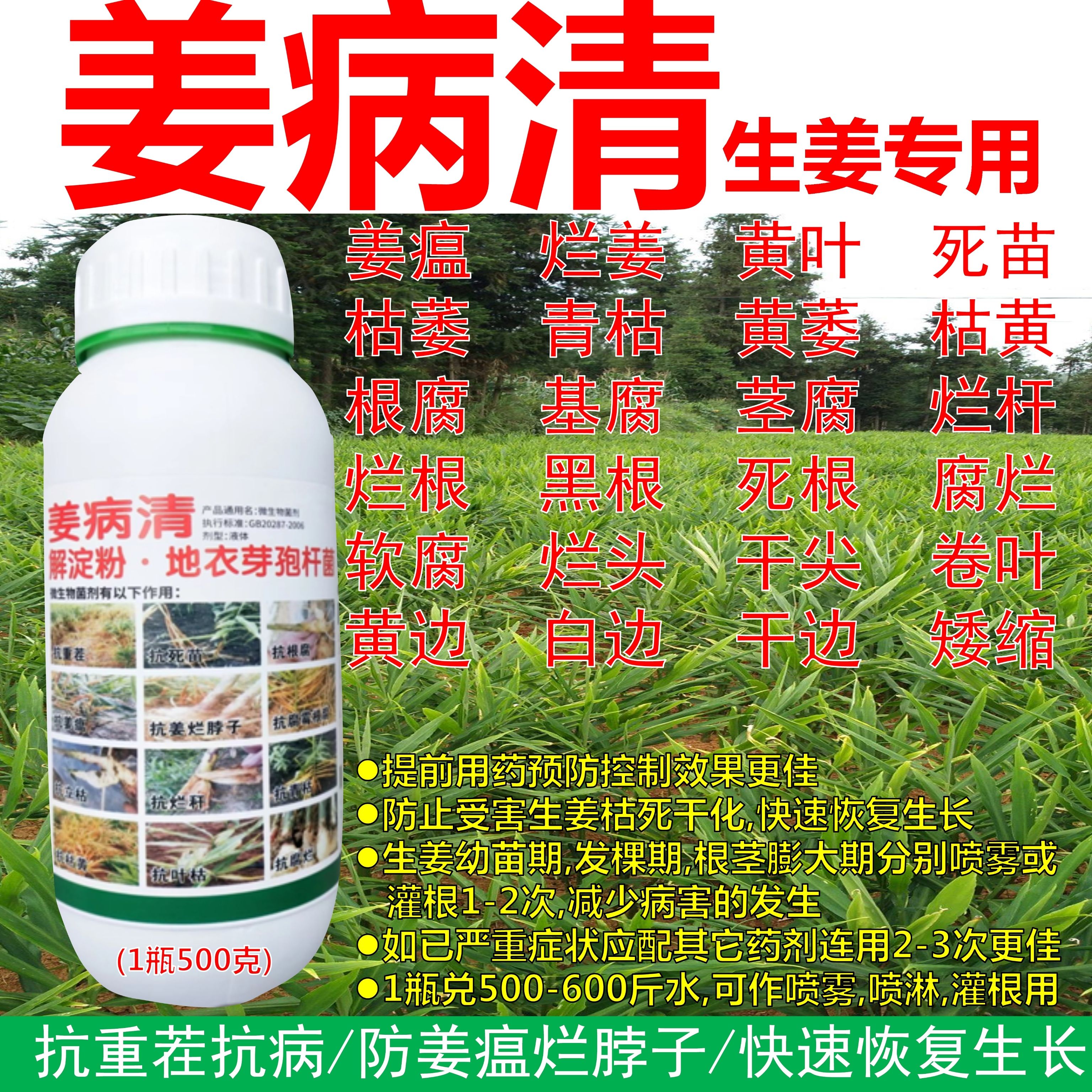 姜瘟灵姜病清控姜瘟烂脖子根腐茎基腐黄叶卷叶干尖死苗烂根促生长