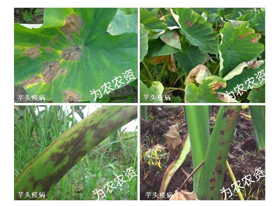 芋头病专用药芋头疫病烂叶烂梗铜钱病死苗死棵一喷灵10包起免邮
