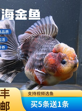 精品百褶泰狮金鱼淡水鱼冷水鱼好养黑色红色国粹鱼苗观赏鱼