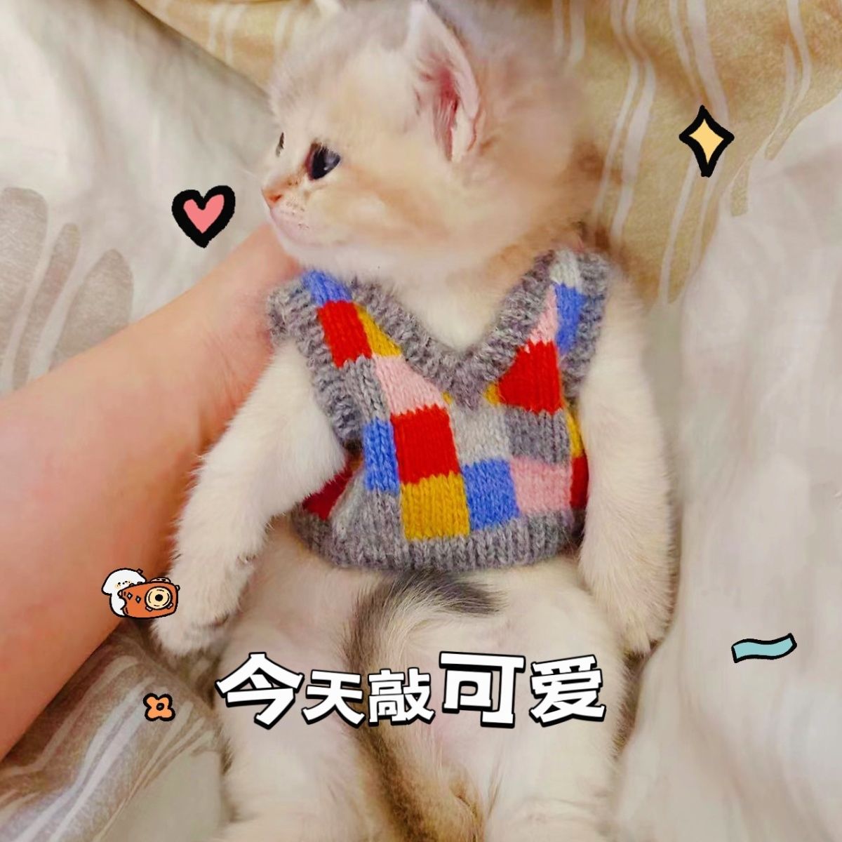 狗狗秋冬狗狗猫咪毛衣宠物编织毛线背心泰迪博美幼犬两马甲