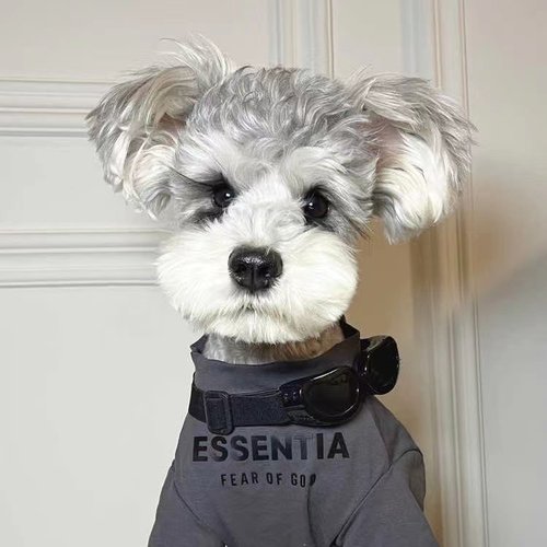 宠物猫咪狗狗印花黑色t恤