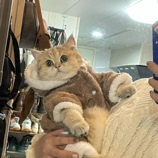 网红暹罗猫咪衣服公猫帅气防掉毛四脚冬装宠物小幼猫保暖衣秋冬季