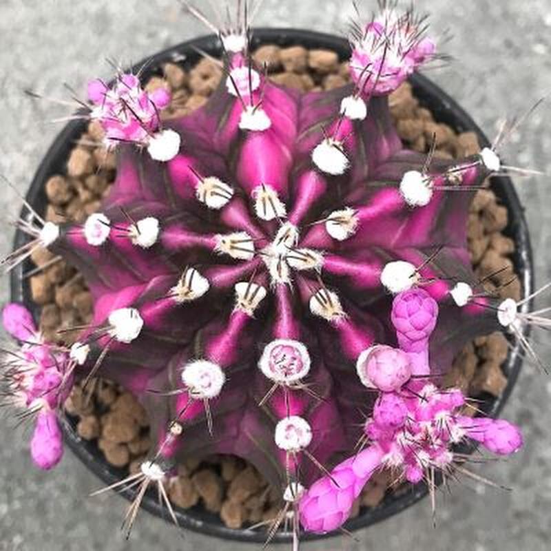 植物员外梦想瑞云牡丹锦绯牡丹锦五彩光辉翠晃冠锦实生仙人球