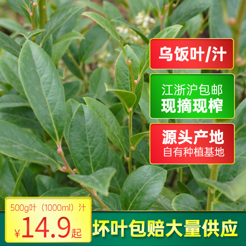 宜兴乌树叶南烛叶汁新鲜采摘乌饭草头乌米粽子乌米饭汁乌饭叶汁