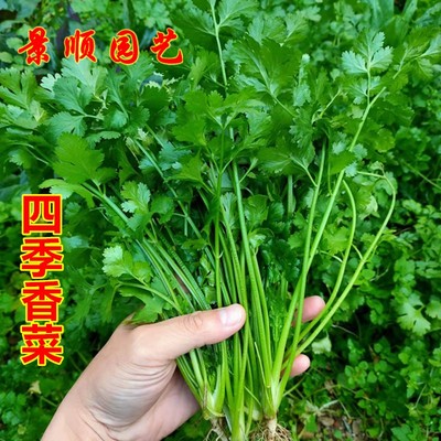 四季香菜种子籽香味浓郁大叶芫茜