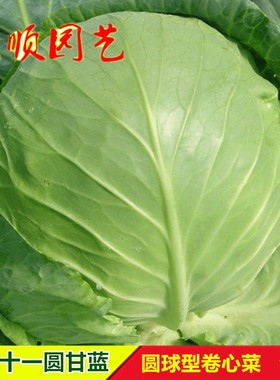 中甘十一圆甘蓝种籽早熟卷心菜包菜洋白菜种子春秋季大田蔬菜种孑