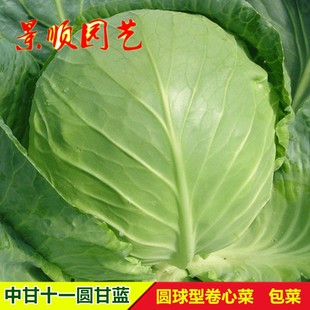 中甘十一圆甘蓝种籽早熟卷心菜包菜洋白菜种子春秋季大田蔬菜种孑