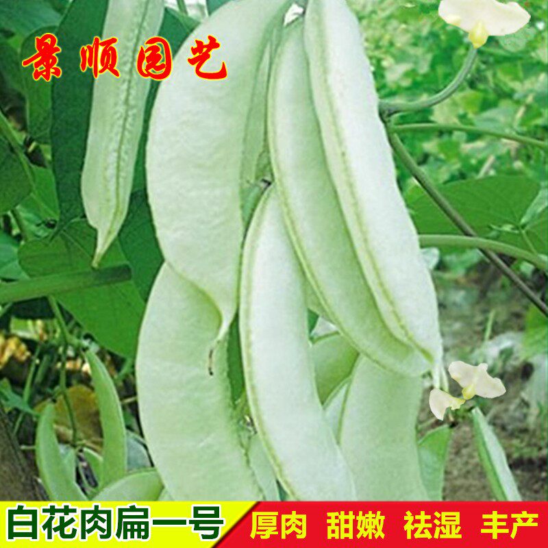 白花肉扁一号扁豆种子大荚厚肉眉豆种籽高产芸豆春秋四季蔬菜种孑