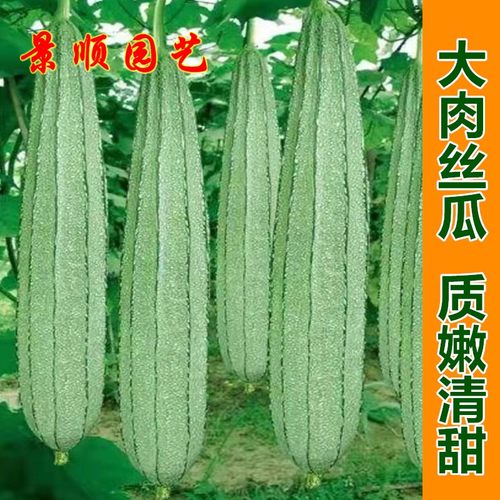 大肉丝瓜种子高产清甜八角瓜棱角丝瓜籽种春秋季菜园农家蔬菜孑