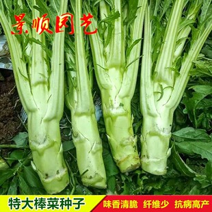 特大棒菜种子四川芥菜笋青菜头笋子芥种籽耐寒庭院大田秋季蔬菜孑