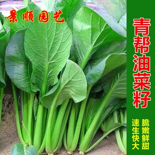 青帮油菜种籽速生青梗菜小白菜种子阳台盆栽青菜籽四季播蔬菜种孑