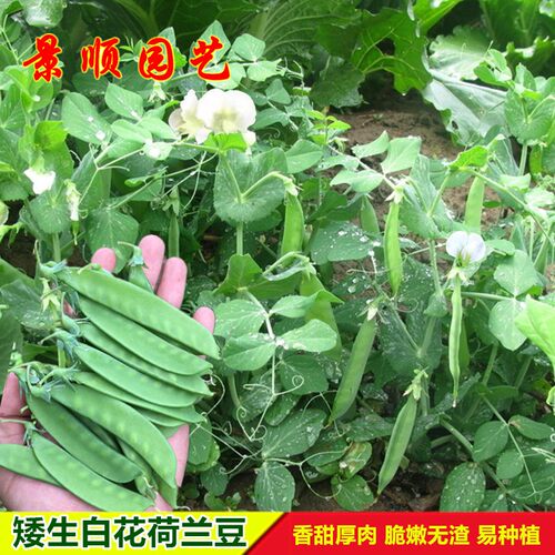 矮生荷兰豆种子免搭架厚肉白花肉豆菜豌豆菜园秋冬季播蔬菜种孑籽
