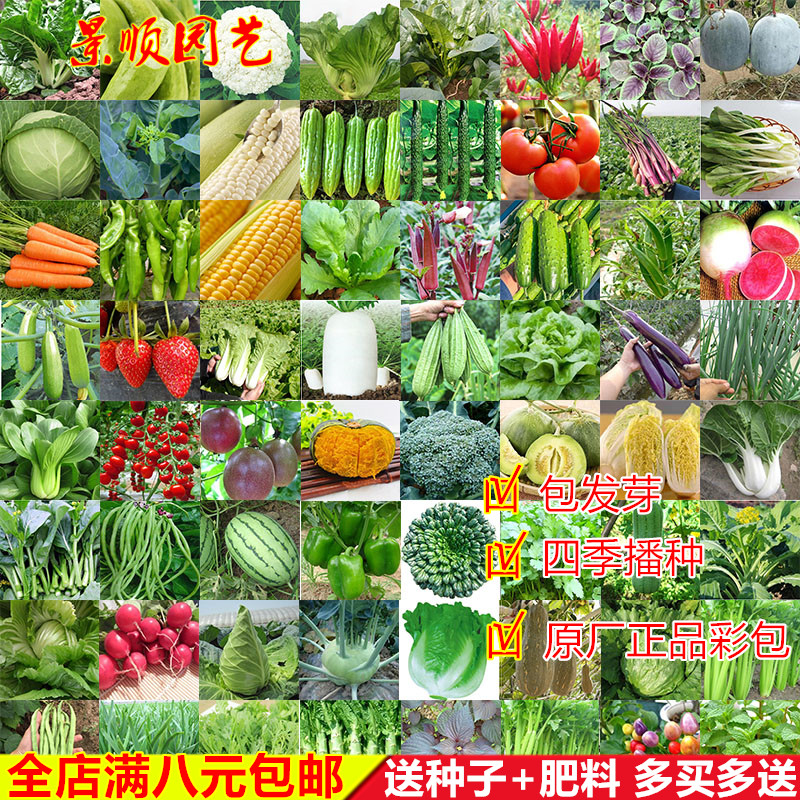 原厂蔬菜种子四季播香番茄辣椒