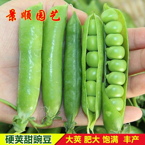 硬荚豌豆种子剥壳麦豆青豆长寿豆甜籽春秋季农家冬豆大田蔬菜种孑