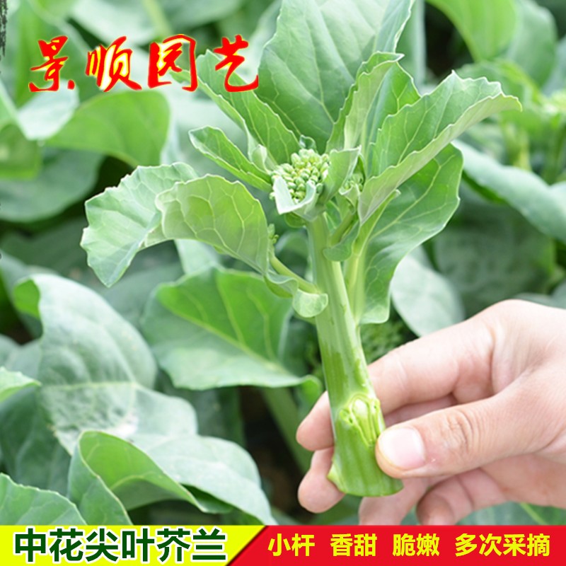 中花尖叶芥兰菜种子广东四季菜种阳台秋季蔬菜子盆栽介兰菜青菜籽