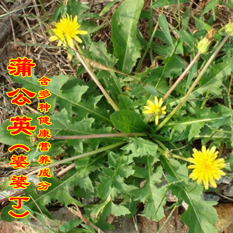 野生蒲公英种子种籽四季婆婆丁青菜春秋冬季野菜种孑盆栽蔬菜种子