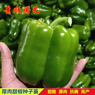 厚肉甜椒种子秧苗高产大果灯笼椒青椒辣椒种籽菜椒春秋季蔬菜苗孑