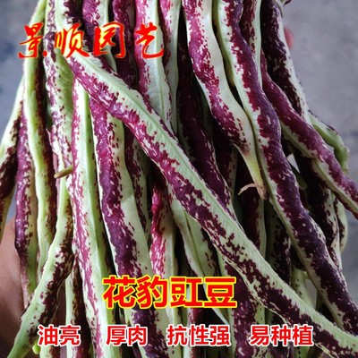 花豹豇豆种子厚肉花红特长豆角籽