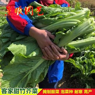 客家甜竹芥菜种子高产大叶青菜咸菜酸菜种籽农家春秋季蔬菜种孑