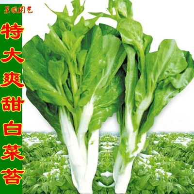 特大嫩白菜薹早熟四季蔬菜种子