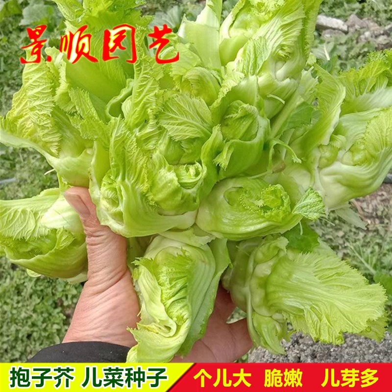 四川儿菜种子高产娃娃菜抱子芥菜