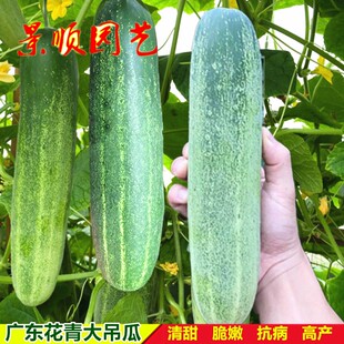 广东花青大吊瓜种子秧苗高产大青瓜旱黄瓜籽春夏秋季耐热蔬菜苗子