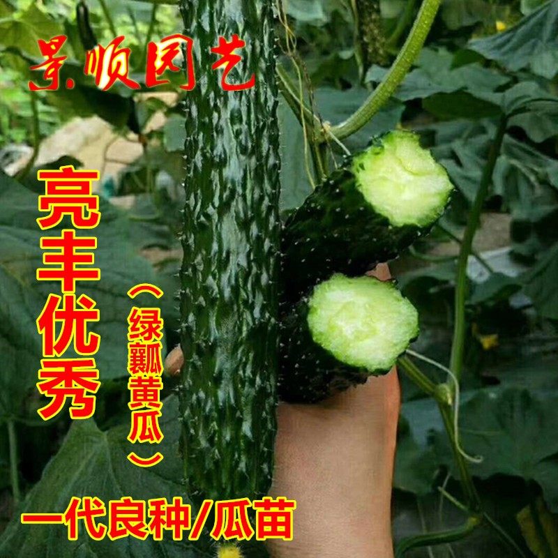 绿瓤脆黄瓜种子高产甜脆密刺青瓜菜园吊瓜春季秋季四季蔬菜种籽孑