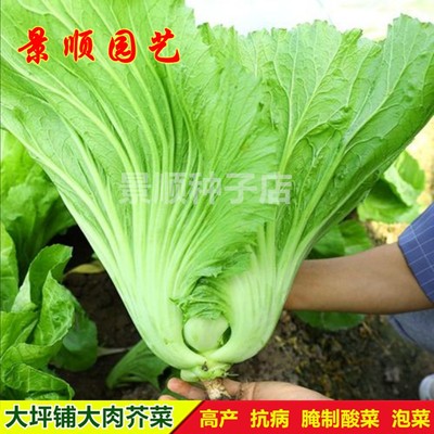 大坪埔大肉包心芥菜种子潮州大青菜酸菜种籽秋季矮麻菜高产蔬菜孑