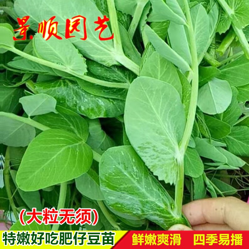 无须豌豆苗种子鲜嫩肥仔豌豆尖种籽四季播蔬菜孑盆栽芽苗菜青菜籽