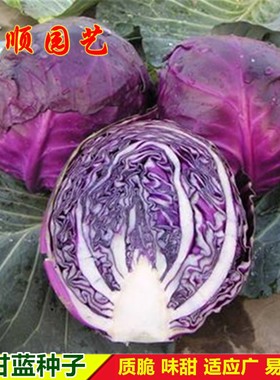 紫甘蓝种子紫色卷心菜包菜洋白菜种籽农家菜园大田春秋季蔬菜种孑