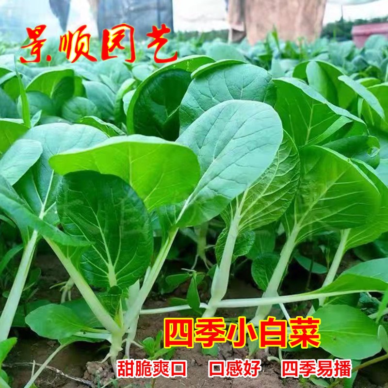 四季小白菜种子快大抗热广东小青菜甜脆白菜种籽阳台盆栽蔬菜种孑