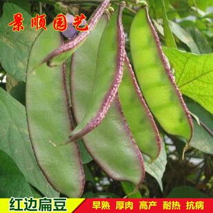 红边扁豆种子早熟厚肉眉豆角种籽高产大荚梅豆春秋季爬藤蔬菜种孑