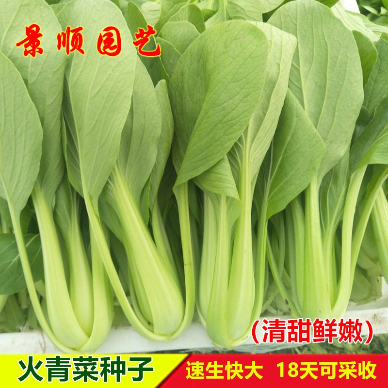 火青菜种子青梗菜四季速生油嫩小白菜快大青菜菜园盆栽抗热蔬菜孑图片
