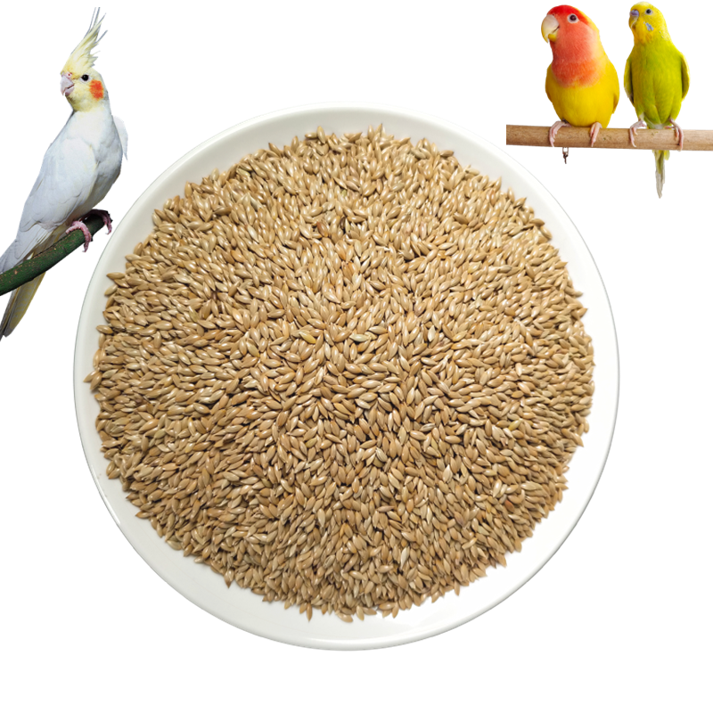 进口种源加纳利子鹦鹉鸟食玄凤虎皮牡丹饲料