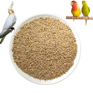 进口种源加纳利子鹦鹉鸟食玄凤虎皮牡丹中小型鹦鹉鸟粮食白尖饲料