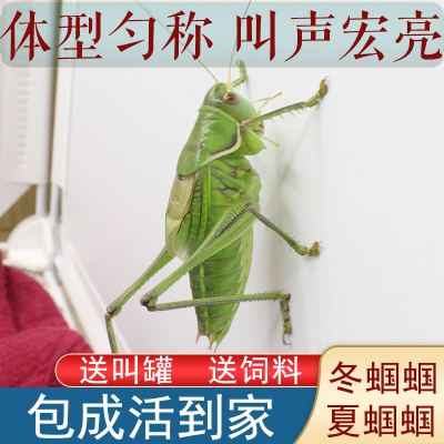 【四季蝈蝈】鸣虫蝈蝈新脱鸣虫鸣蝈蝈爱叫山青绿蝈蝈铁皮蝈蝈