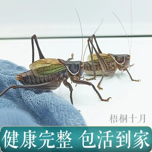 鸣虫蝈蝈活虫蝈蝈山青绿蝈蝈爱叫胶东蝈蝈活蝈蝈螽斯虫铁皮蝈蝈