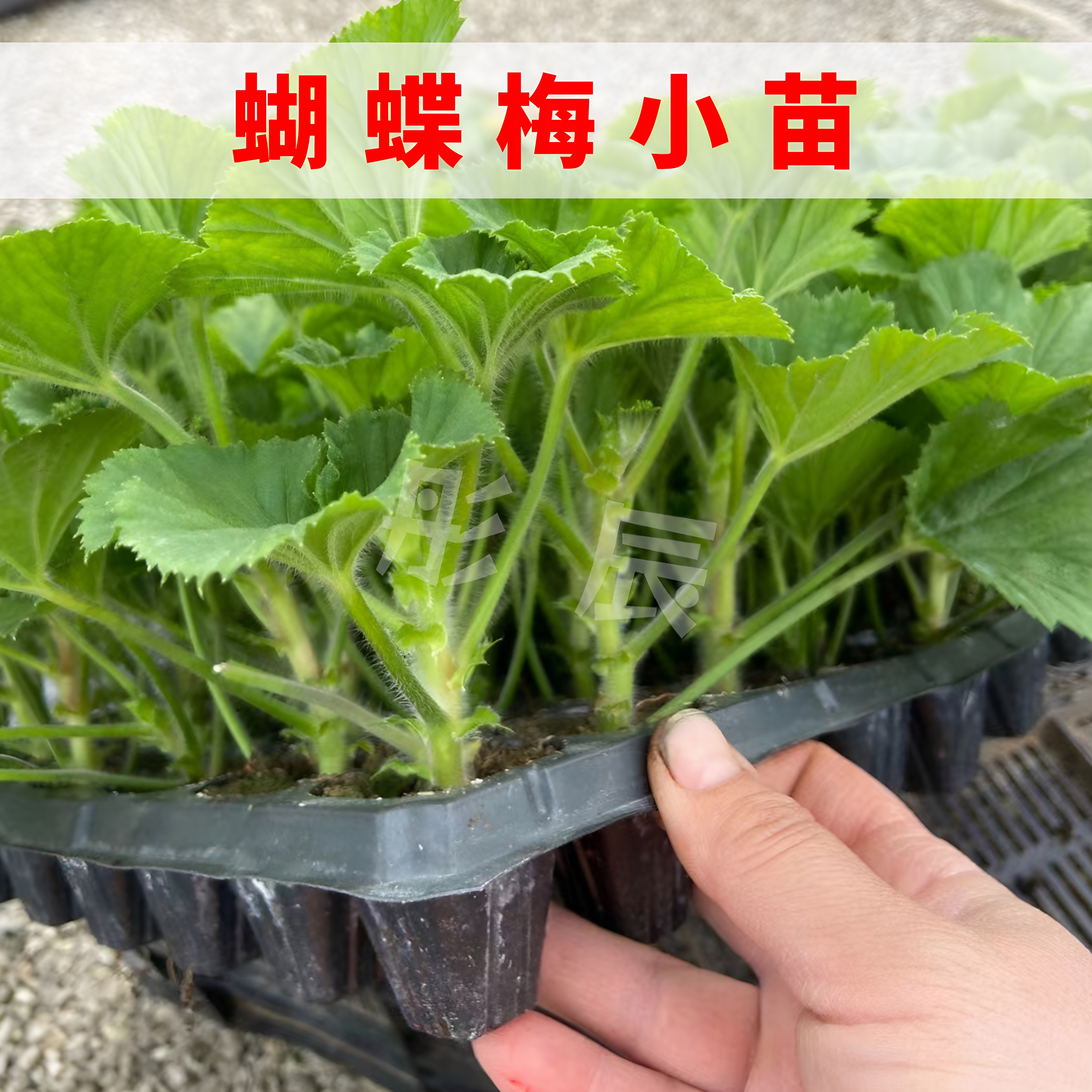 蝴蝶梅小苗大花天竺葵花苗室内客厅办公室绿植花卉四季常青好养活