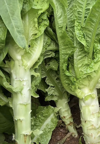 莴笋种子四季莴苣种子耐热耐寒莴笋种子高产耐热耐寒莴笋种子